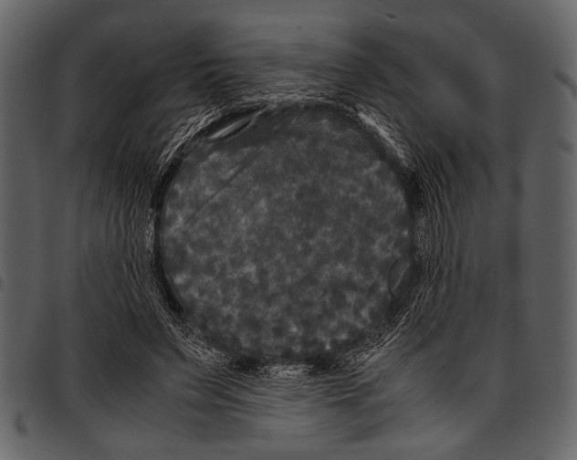 X0000097480495200803201512