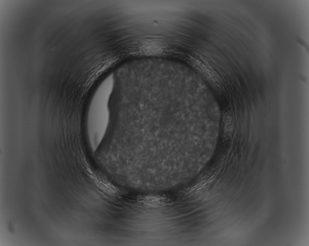 X0000097480542200803201511