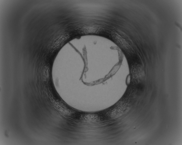 X0000097480546200803201511