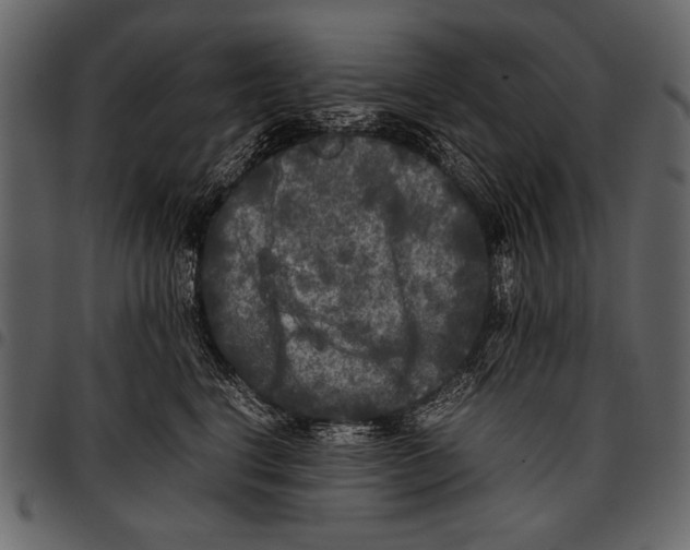 X0000097480664200803201510