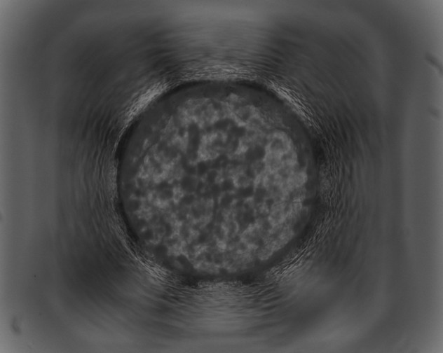 X0000097480679200803201510