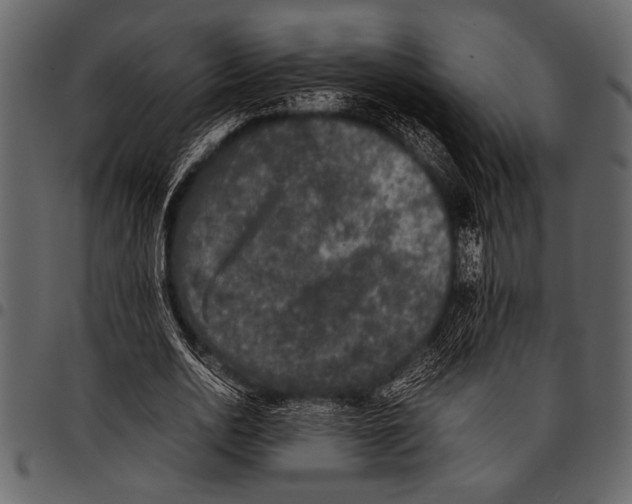 X0000097480726200803201509