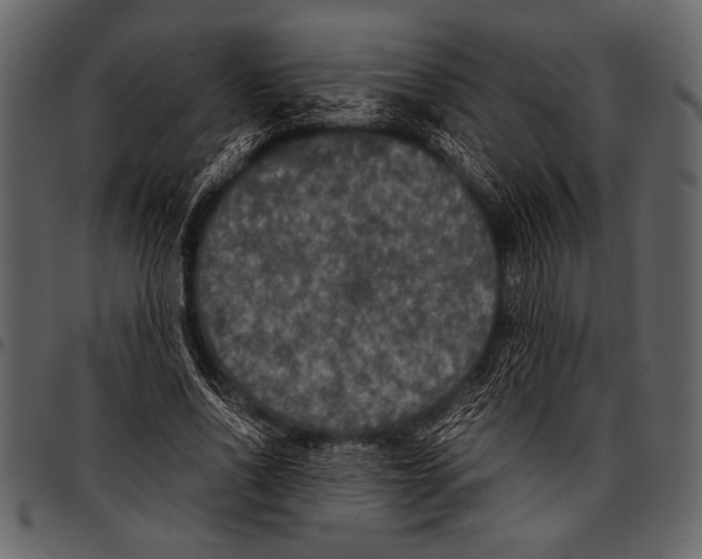 X0000097480734200803201509