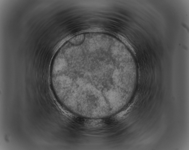 X0000097480845200803201508