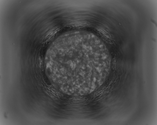 X0000097480917200803201506