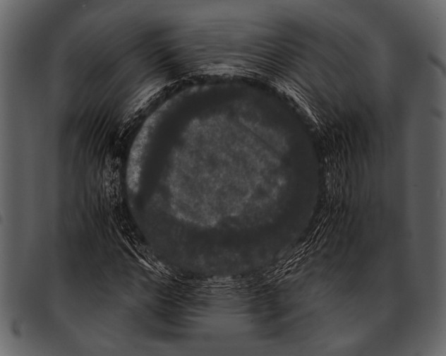 X0000097480968200803201506