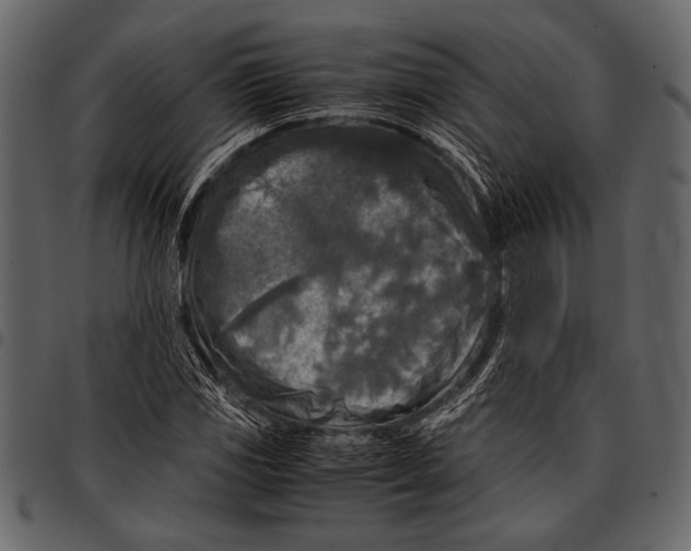 X0000097481117200803201503