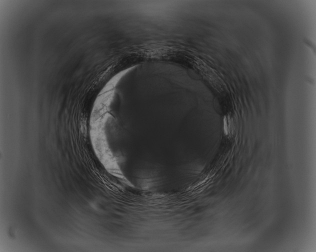 X0000097481155200803201503