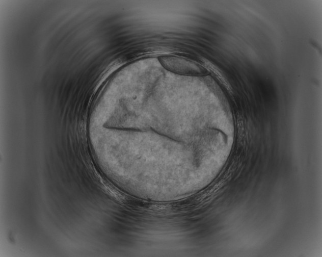 X0000097481194200803201503