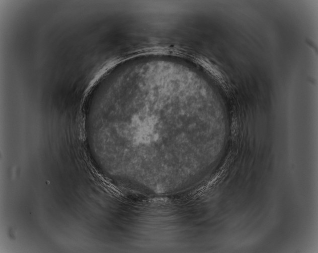 X0000097481310200803201501