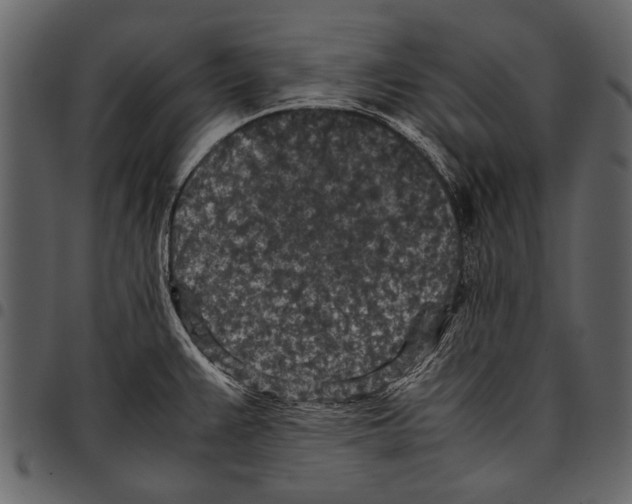 X0000097481383200803201500