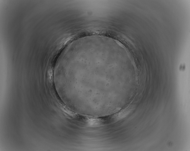 X0000097490336200802221421