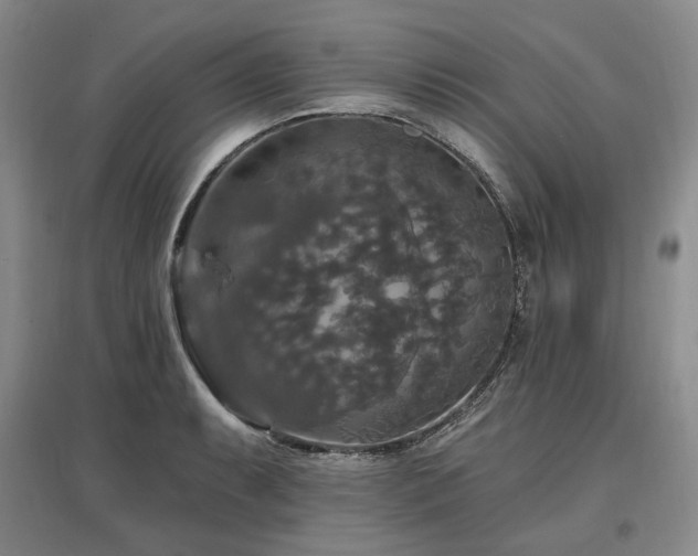 X0000097491087200802221410