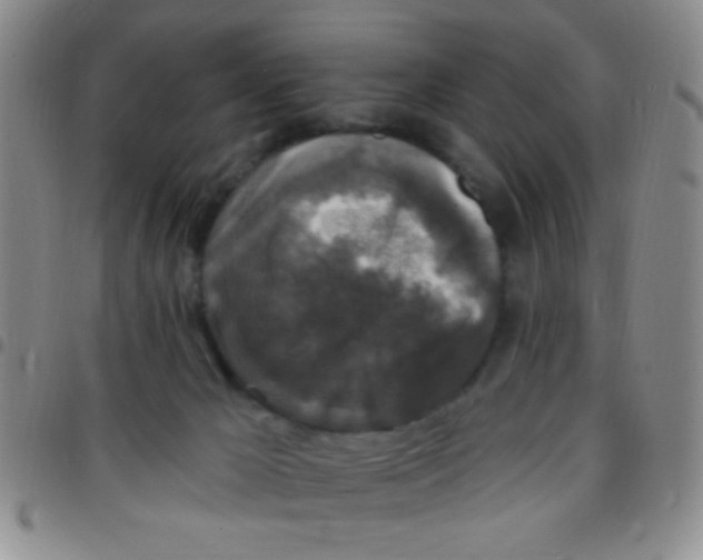 X0000097490029200803142007