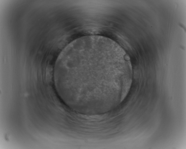 X0000097490030200803142007