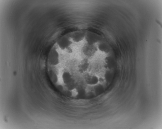 X0000097490032200803142007