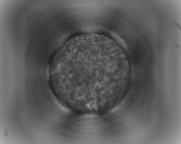 X0000097490065200803142006