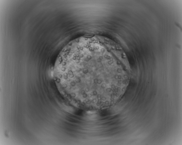 X0000097490095200803142006