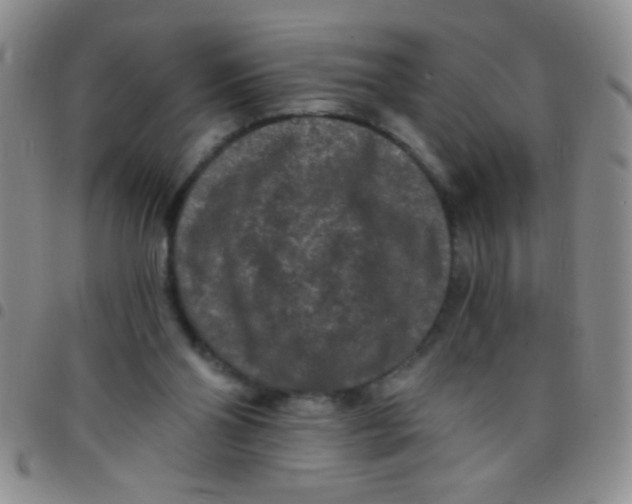 X0000097490110200803142006