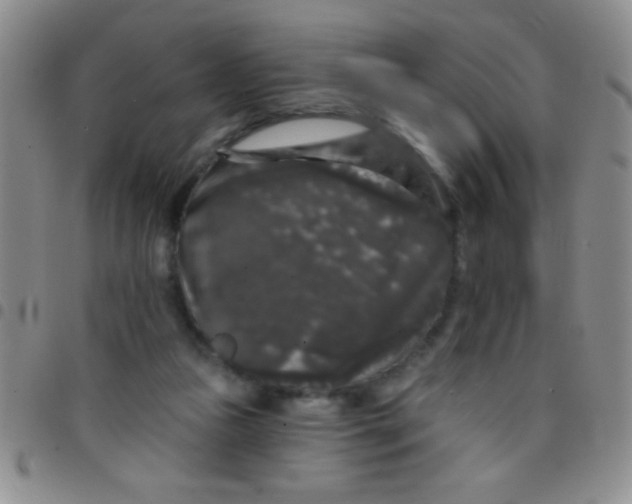 X0000097490161200803142005