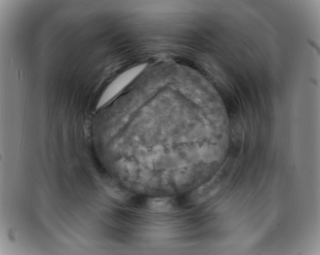 X0000097490175200803142005