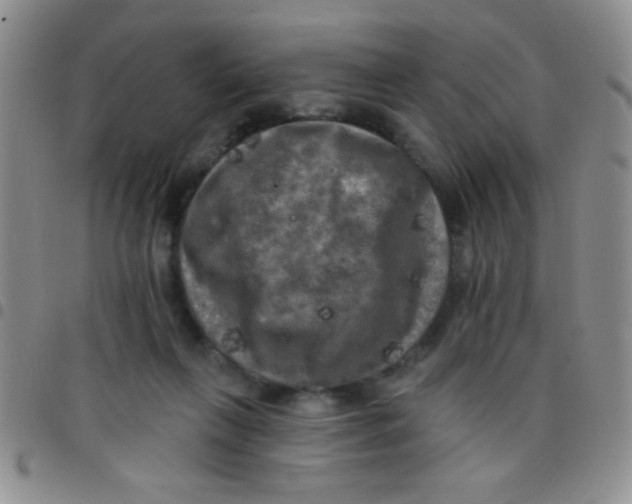 X0000097490263200803142004