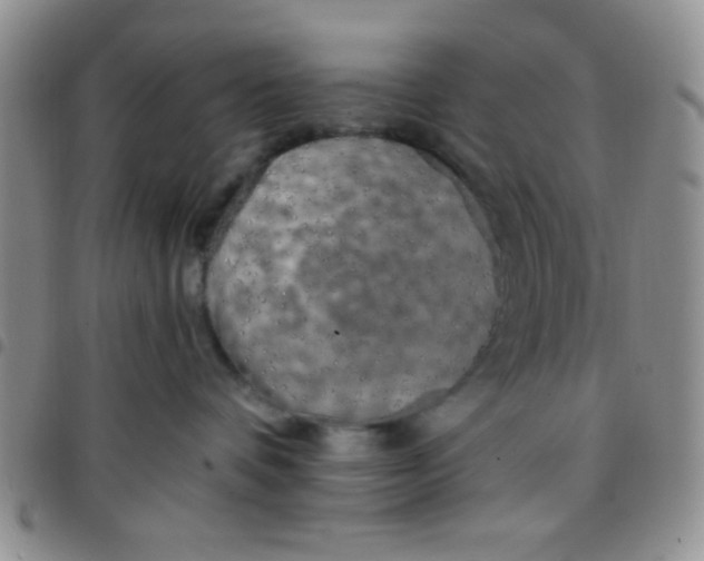 X0000097490336200803142002