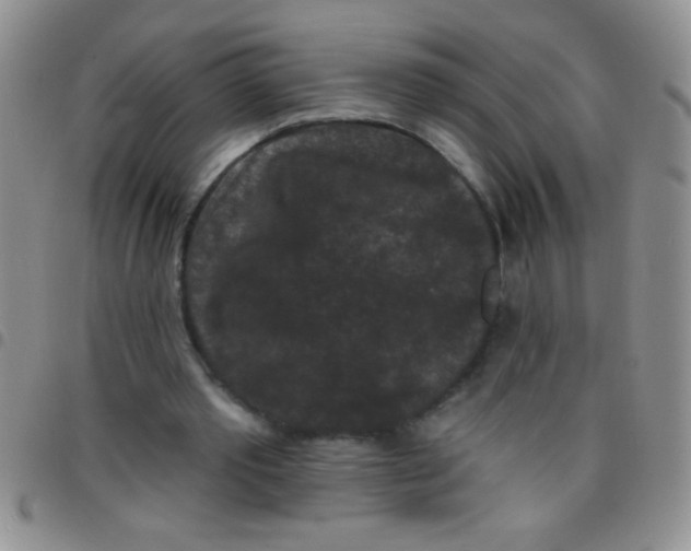 X0000097490389200803142002