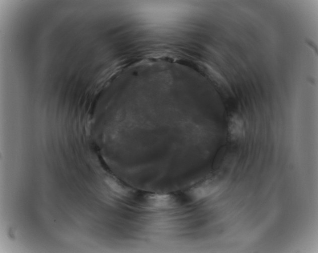 X0000097490428200803142001