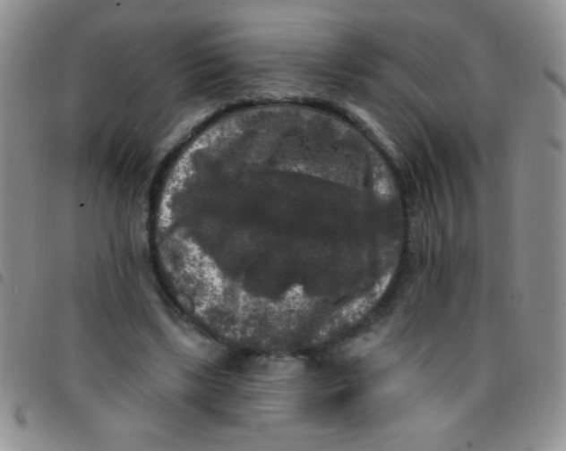 X0000097490443200803142000