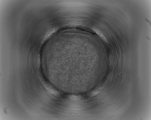 X0000097490494200803142000