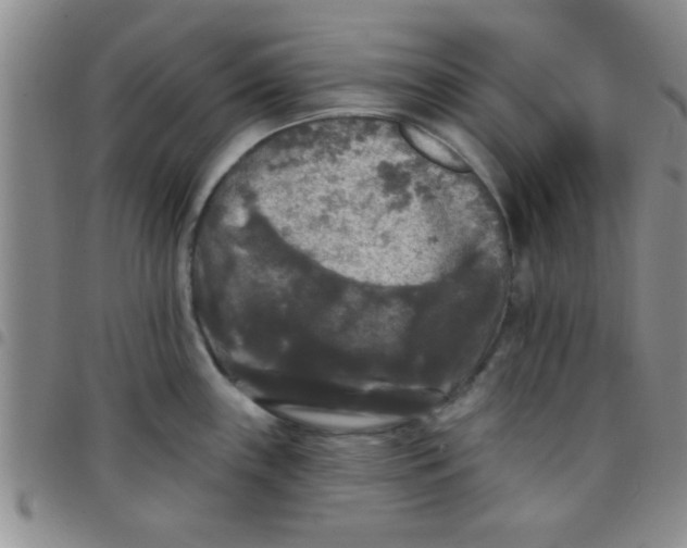 X0000097491243200803141950