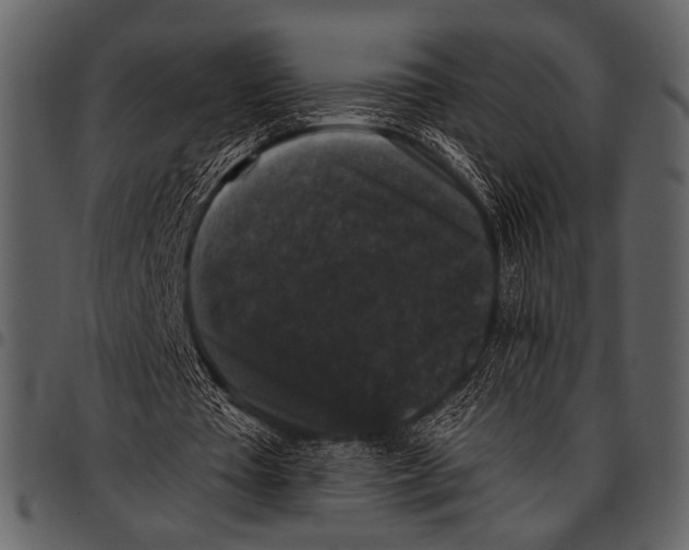 X0000097490385200803201535