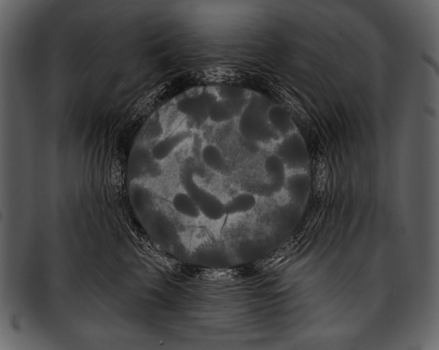 X0000097490569200803201533