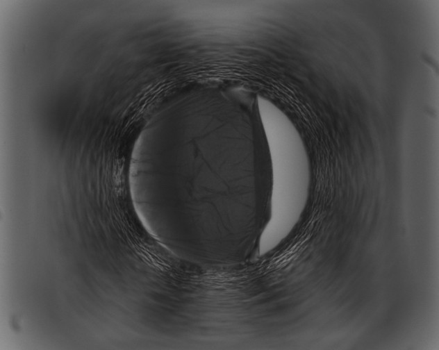 X0000097490818200803201529