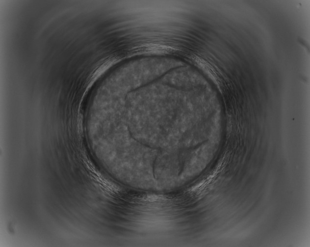 X0000097490835200803201529