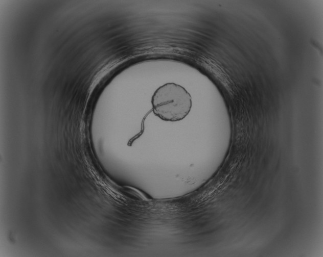 X0000097490928200803201527