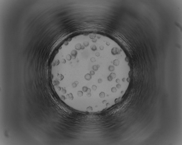 X0000097490933200803201527