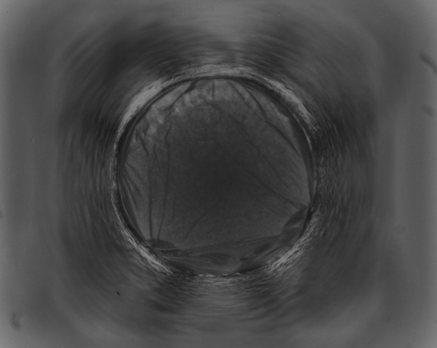 X0000097491373200803201521