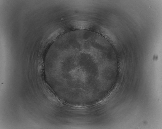 X0000097500073200802221454