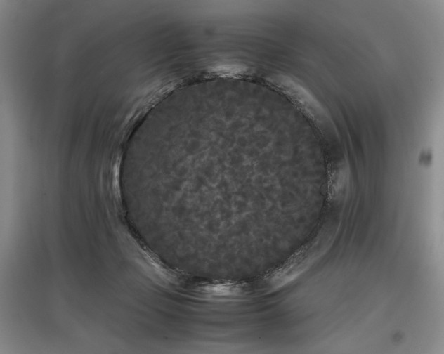 X0000097500365200802221449