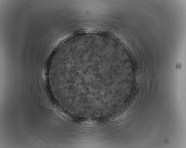 X0000097500691200802221445
