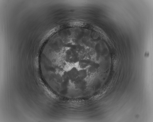 X0000097500729200802221444