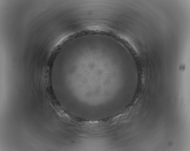 X0000097500968200802221441