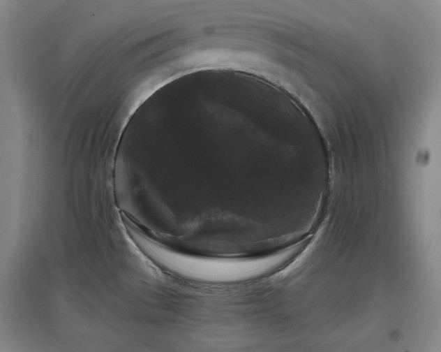 X0000097501529200802221433