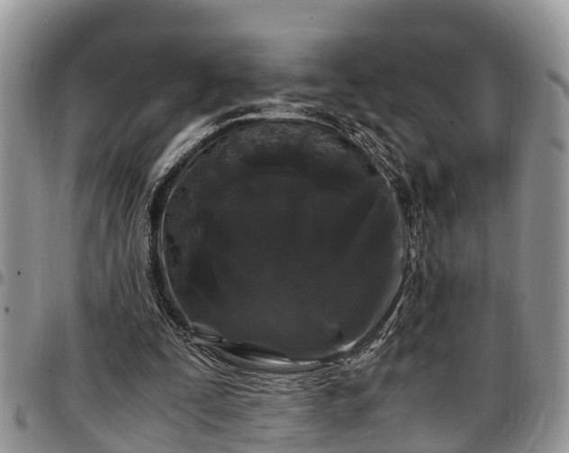 X0000097500295200802291603