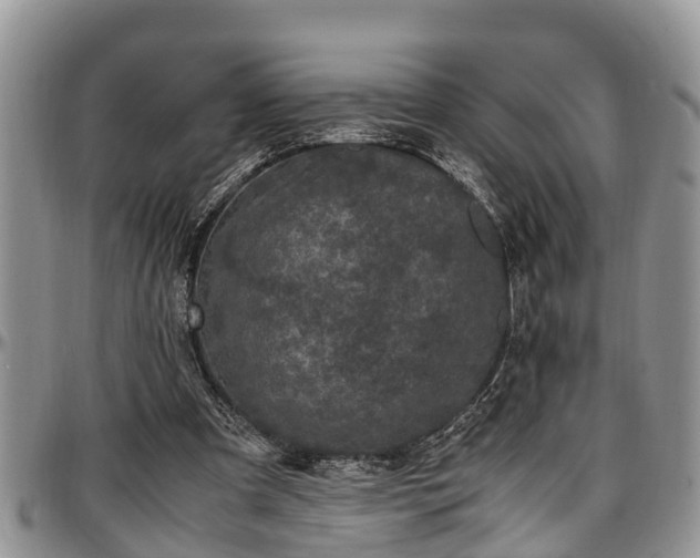 X0000097500297200802291603