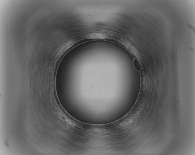 X0000097500529200802291600