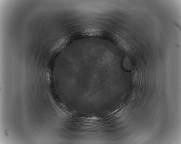 X0000097500643200802291559