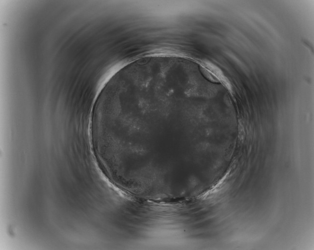 X0000097500863200802291557